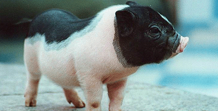 中国商务部发文称,依据《中华人民共和国对外贸易法》等法律法规和国际法基本原则,将对原产于美国的大豆等农产品 、化工品、飞机等进口商品对等采取加征关税措施