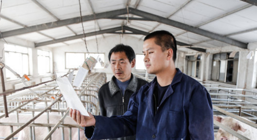 在京杭大运河流经的汶上县南旺镇梁庄村,“小猪倌”梁延云是村里有名的“不听话”。不愿安逸过日子的他,硬是逆着老父亲的意愿回家接手了那两间猪圈。