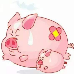 春季天气阴冷潮湿,为多种致病性细菌、病毒提供了生长繁殖的有利环境,致使呼吸道方面疾病多发。如何有效防治猪的呼吸道疾病呢?