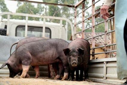 据了解温氏2016年出栏生猪1713万头，2017年出栏生猪1904万头，依然稳坐国内生猪养猪规模第一无疑。