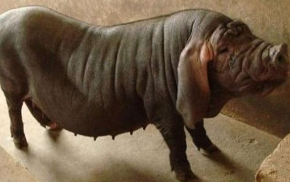 现代,大多数人都感觉国外的东西都比国内的要好,国内的东西质量没保证,甚至于买马桶盖都要去买外国的,这是多么荒谬的事情。