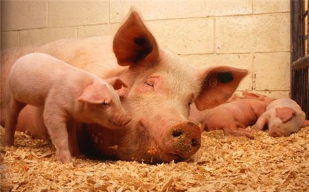 目前,处于南美大豆收割阶段,新豆陆续上市,中国进口商更加青睐于高蛋白的巴西大豆,冲击美豆的出口市场。虽然本月 30 日公布的季度库存数据利空,