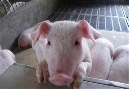 农业强不强、农村美不美、农民富不富,决定着全面小康社会的成色和社会主义现代化的质量。要深刻认识实施乡村振兴战略的重要性和必要性,扎扎实实把乡村振兴战略实施好。