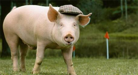 近期,生猪价格快速下跌,引发广泛关注。为此,农业农村部派出工作组赴生猪主产省开展调研,召开专家和企业座谈会,