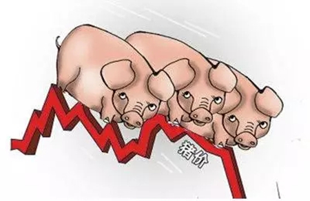 中国养猪网