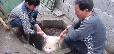 中国养猪网
