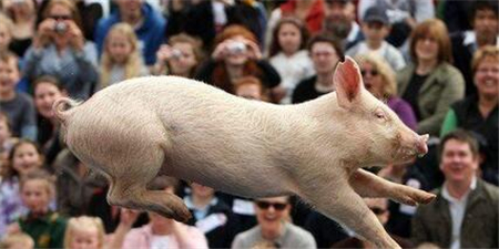 虽然目前出栏一头生猪亏损幅度在200元左右，但养猪业至今仍没有出现大范围的淘汰母猪现象，据我了解大部分种猪企业二元母猪依然销售没有压力。