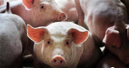猪肉价格:农业部、商务部监测4月第2周白条肉出厂均价及白条猪价格持续下跌。市场需求并无明显好转,供应过剩矛盾仍较突出,猪肉价格持续跌势。