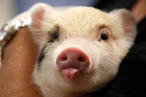 最近大家说的比较多的是贸易战，应该说年初到现在，尤其是A股市场一直上窜下跳和贸易战有很大的原因，