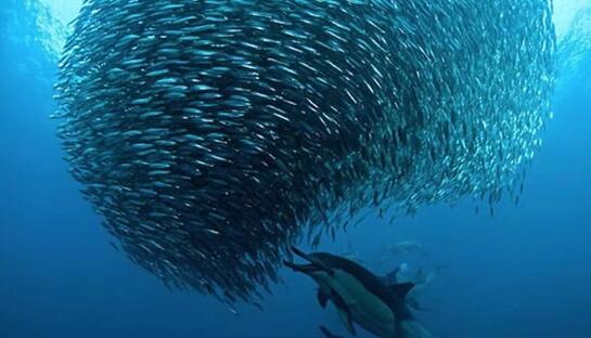 纵观2018年前三个月，国内精炼玉米油价格一直维持低位稳定水平，直到第四个月，市场价格犹如平地惊雷，一跃而起。