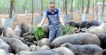 中国养猪网
