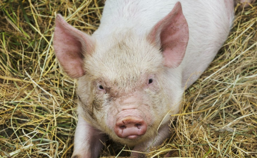 养猪生产中，饲料成本约占总成本的70%～80%，是猪场最主要的开支，猪场经营过程中，饲料原料价格和生猪市场行情都是无法控制的，提高饲料利用率，