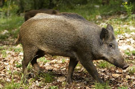 “打游戏都能设专业，面对更加庞大的肉类市场，为什么北大不能设立一个‘屠夫’专业呢?”4月25日上午，在北京大学现代农学院举办的创业系列讲座上，重回母校的“北大屠夫”陈生发出了倡议。