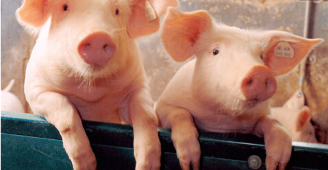 上海4月28日上海口岸继迎来匈牙利、南非、白俄罗斯等首批输华牛肉产品后,又迎来了丹麦首批输华熟制猪肉产品。