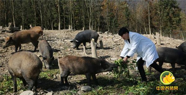 38岁退伍兵做生意成千万富翁，投3000万改行养野猪，年售2000头！