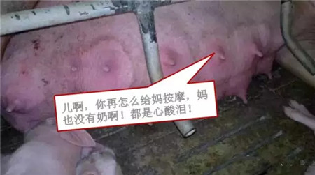 中国养猪网