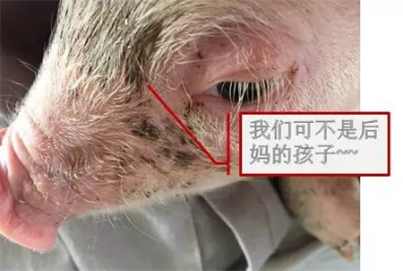 中国养猪网
