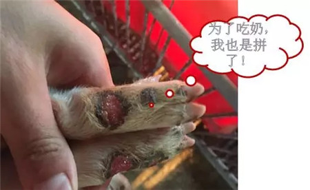 中国养猪网