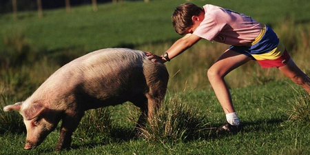 猪价现在进入了拉锯战，全国猪价均价在10元/公斤左右，屠企与养猪户之间，需求和供应之间无时不刻在进行着拉锯，但是拉来拉去，最后受伤的又是谁?