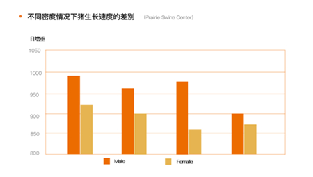 中国养猪网