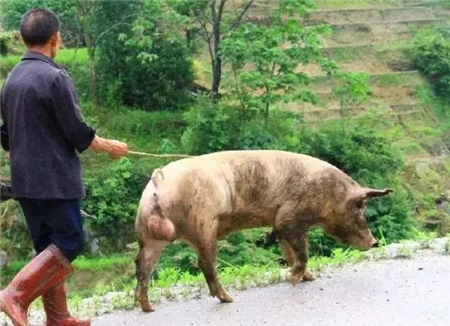 中国养猪网