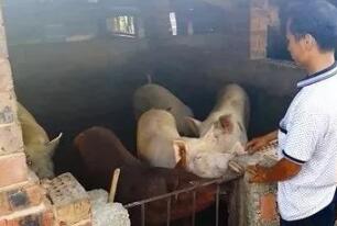 中国养猪网