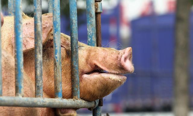 邦吉公司（Bunge Ltd）首席执行官Soren Schroder 称，随着两国贸易战的升温，中国已经停止从美国进口大豆。