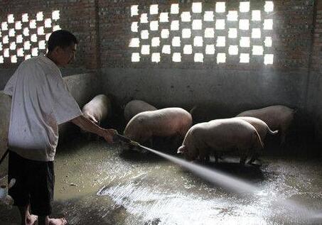 中国养猪网