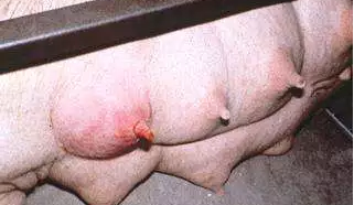 　母猪乳房炎是由病原微生物或者机械创伤、理化等因素引起的母猪乳房红、肿、热、硬，并伴有痛感，泌乳减少症状的疫病。