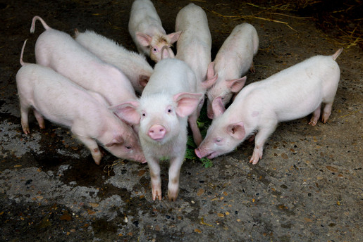 有人把东北称作是“最后一块养猪黄金沃土”，从“南猪北移”的发展趋势来看这样说确实也对，要不然温氏、正邦、雏鹰、牧原、大北农这些来东北布局生猪养殖的企业也不会如此争先恐后了。