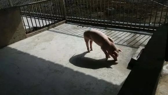 中国养猪网