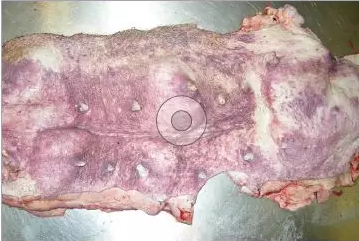 国外畜牧学猪与禽