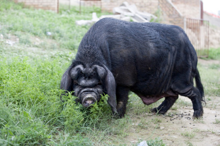 我们都知道，对于广大的养殖户来说，最关心的问题应该就是如何用最低的成本把猪养好。而传统养猪场普遍信息化程度低、猪舍环境差、人工成本高，导致养猪业人才流失、效益低下、