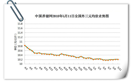 中国养猪网