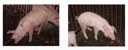 中国养猪网