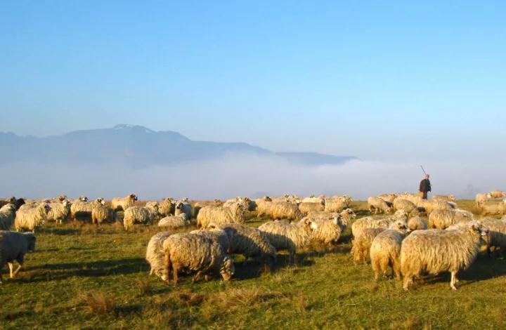 江苏省既是经济大省，又是农业大省。众多的人口和较高的经济生活水平给江苏省带来了巨大的羊肉消费市场，种植业生产中产生的大量秸秆和饼粕等副产物为肉羊生产提供了丰富的饲料资源，但其肉羊产业发展与日趋旺盛的消费需求并不匹配，规模化程度相对较低。