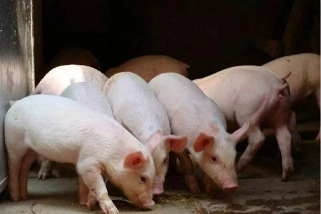 中国养猪网