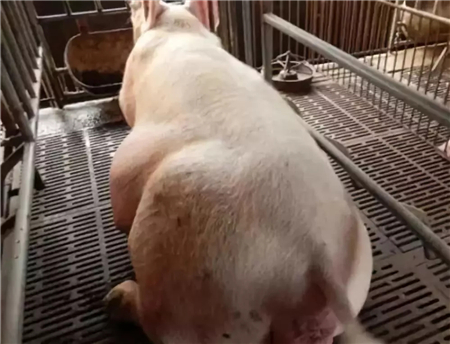 中国养猪网