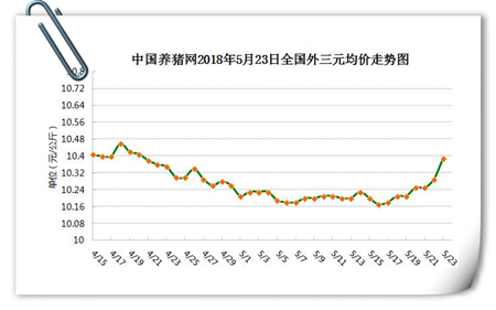 中国养猪网