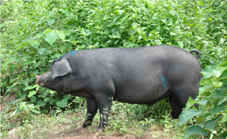 　4月份，猪肉价格环比下跌6.6%，同比下跌16.1%，创5年来新低，生猪价格更是创8年新低。