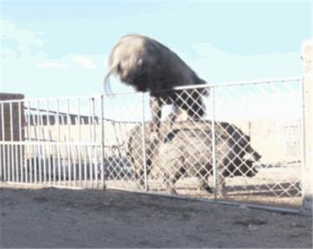 中国养猪网