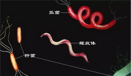 中国养猪网