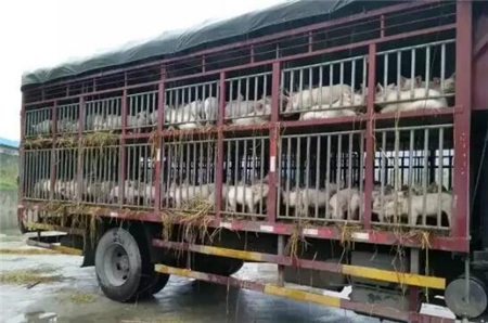 中国养猪网