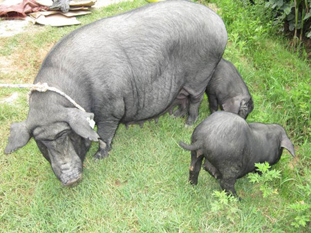 　本周国内豆粕现货终于停止了此前持续下跌走势，并转为升势。主要因素有：中美19日即上周六发表联合声明称，双方停打贸易战，之后美豆期价一连四日上涨
