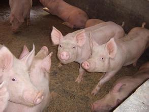 2016金猪年的繁盛景象在2017年开始衰退，高利润刺激产能迅速扩大是主因。除基层养殖户之外，新希望、大北农、双胞胎等多个畜牧业饲料巨头先后高调积极布局生猪养殖行业，