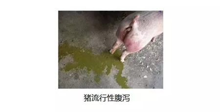 中国养猪网
