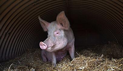 全球品牌畜牧网