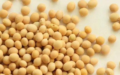 　　据路透社近日报道，随着中美贸易磋商的进行，中储粮自今年4月份以来首次重返美国大豆市场。据消息人士称，这是中国计划恢复进口美国农产品的一个信号。