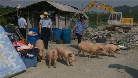 中国养猪网