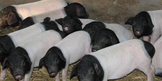 按照现在的生猪走势,近几天生猪价格重回6元的希望还是很大的。在大家都以为供大于求生猪价格要持续下跌之时,猪价再次打了很多人的脸。